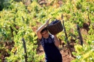 „Гулбанис” продължава с биогроздето и работи по нови марки вино