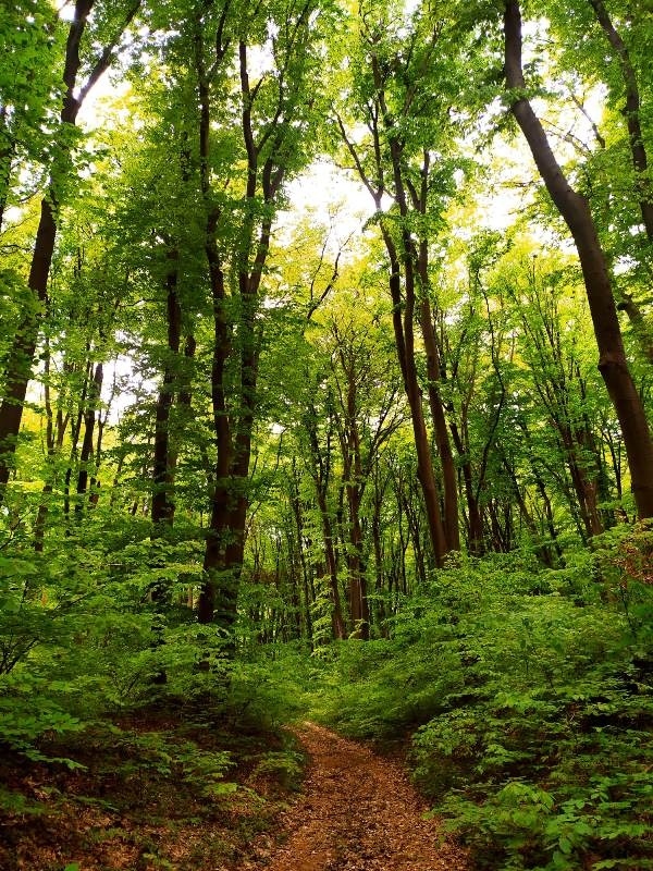 Залесяване, почистване и открити уроци за Седмицата на гората във Великотърновско