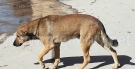 Полицията разследва сигнал за простреляно куче