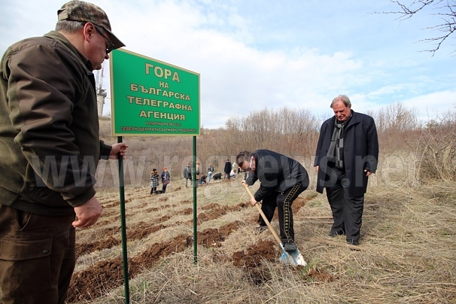 БТА постави началото на нова борова гора край Арбанаси