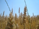 С 25% са по-високи изкупните цени на пшеницата