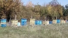 Важно за собствениците на пчелини в Горнооряховско