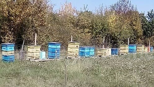 Важно за собствениците на пчелини в Горнооряховско