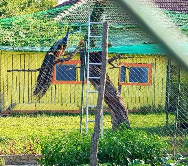 Царство на пауните създадоха в дома си Румен и Росица Иванови