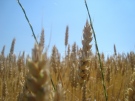 8,7% по-високи добиви от пшеница тази година 