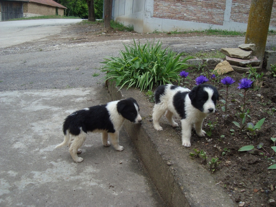 За броени часове девет каракачански кученца бяха осиновени и получиха нов дом