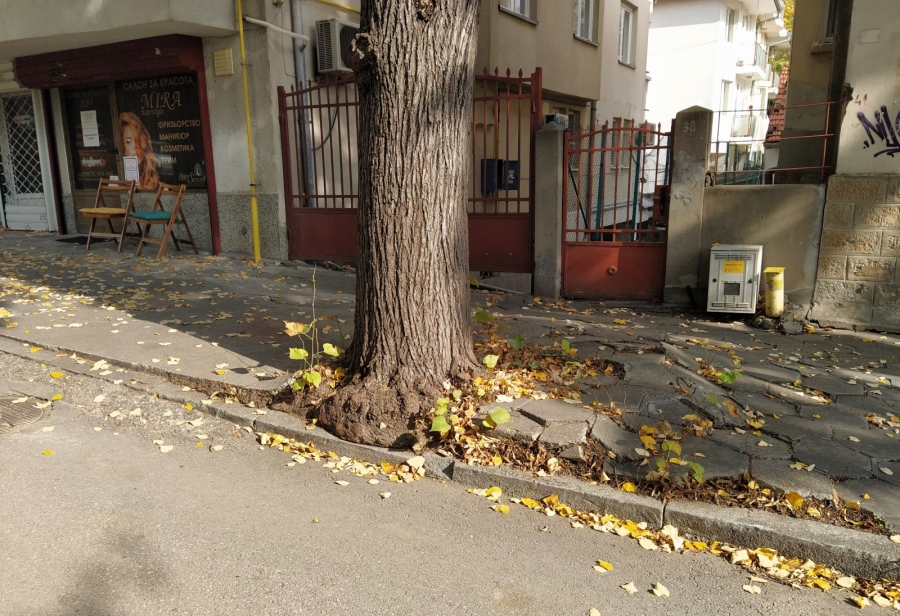 Заменят няколко липи в центъра на Велико Търново с нови дървесни видове