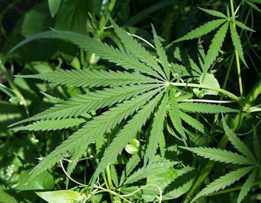 12 грама канабис  откриха в 20-годишен от с. Кесарево