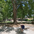 Дърветата в Градската градина в Горна Оряховица няма да намалеят, предвижда се мащабно озеленяване