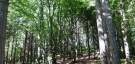 Разследват изсичането на близо 1000 дървета в землището на Асеново