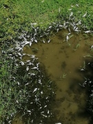 Маловодието и жегата са причината за замор на риба в Янтра край Върбица