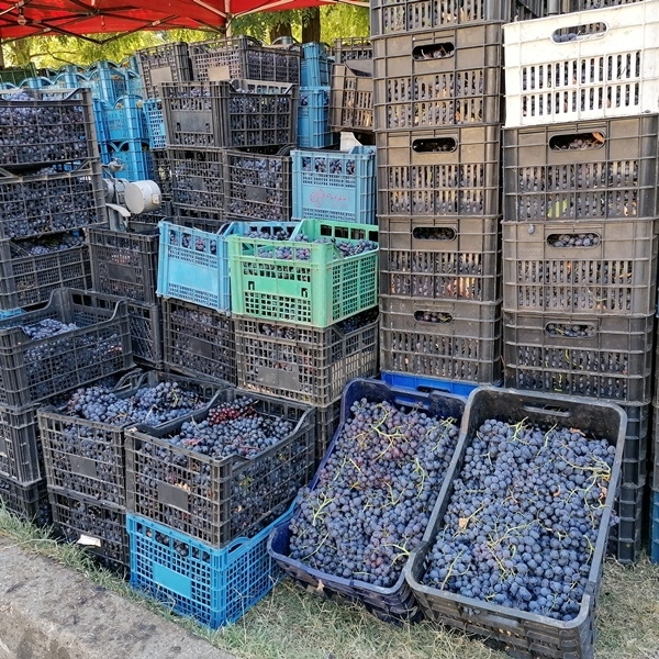 Търговци на грозде се оплакват от нелоялна конкуренция