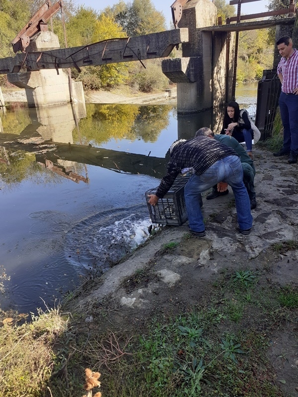 Горското в Горна Оряховица се включи в кампания на „Захарни заводи“ АД за зарибяване на Янтра