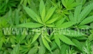 В Районното в Горна Оряховица е образувано досъдебно производство за държане на дрога, марихуана е намерена в жителка на Поликраище