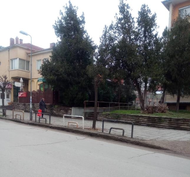 В Горна Оряховица подменят изсъхнали и болни дървета с нови