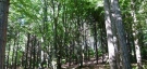 Над 200 дървета са изсечени незаконно в землището на Беброво