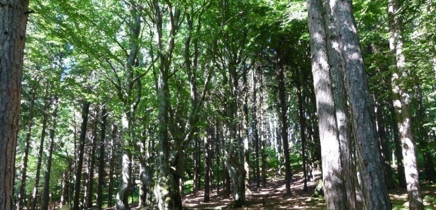 Над 200 дървета са изсечени незаконно в землището на Беброво