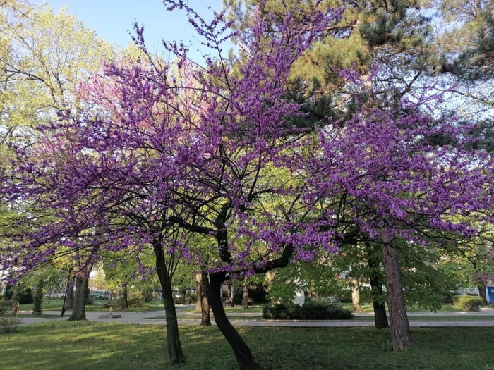 Засаждат нови дръвчета и декоративни храсти в Горна Оряховица