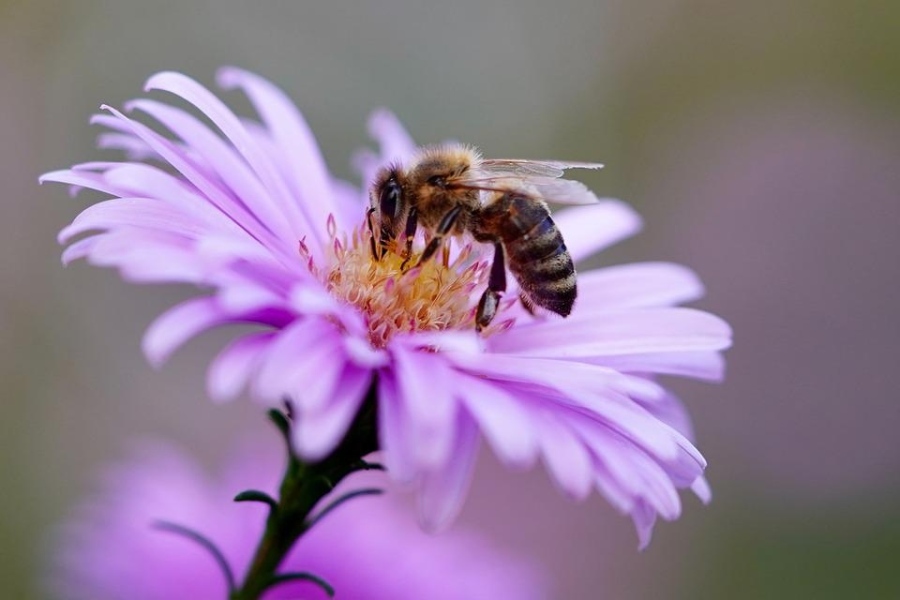 На вниманието на пчеларите в Павликенско: Предстои пръскане против комари, затворете кошерите