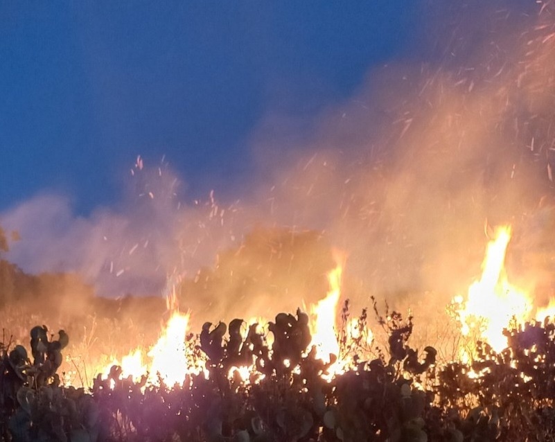 99% от горските пожари в Централна Северна България възникват в резултат на човешка дейност