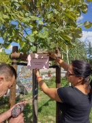 Нови дървета са засадени в центъра на Дебелец