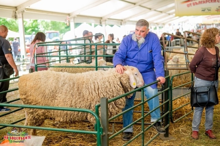 Фермери мерят сили в атрактивни състезания на Събора на овцевъдите