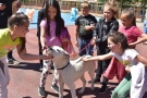 Деца от СУ „Георги Измирлиев“ прибират бездомни животни, за да им дадат грижа и любов