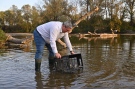 Кандидати на ГЕРБ пуснаха 200 кг малки шарани в река Росица