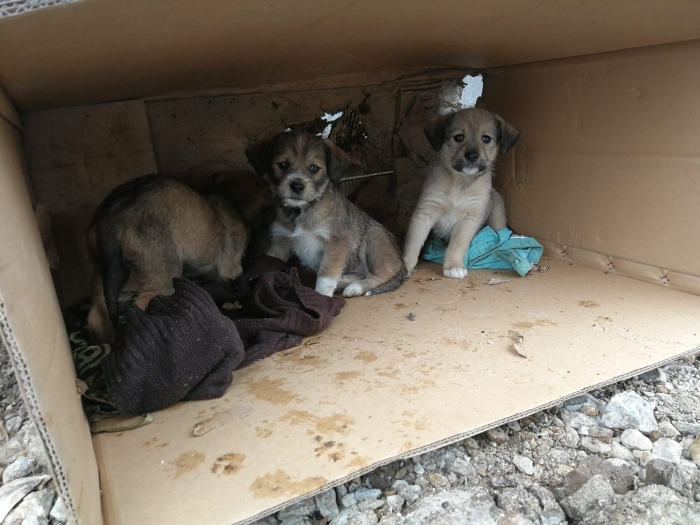 Горнооряховско сдружение работи активно за по-малко бездомни кучета по улиците