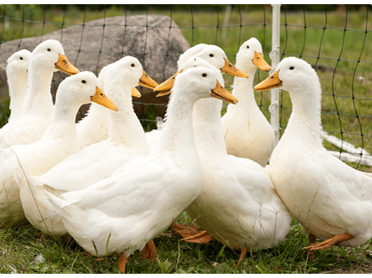 Намерен е птичи грип във ферма за патици във Върбица, 37 000 птици ще бъдат умъртвени