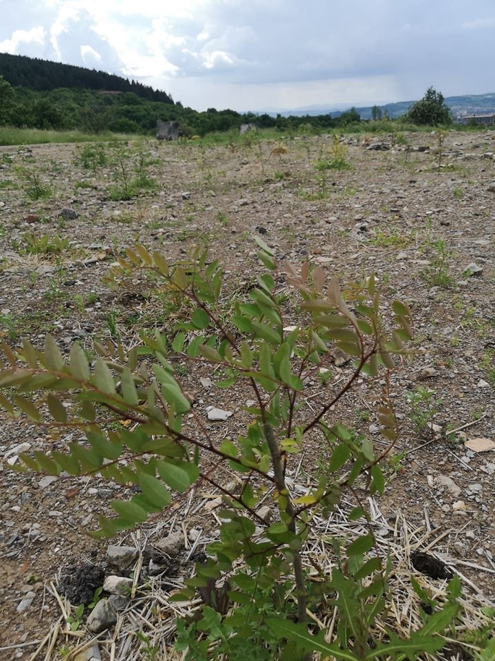 В Миндя организират акция по залесяване