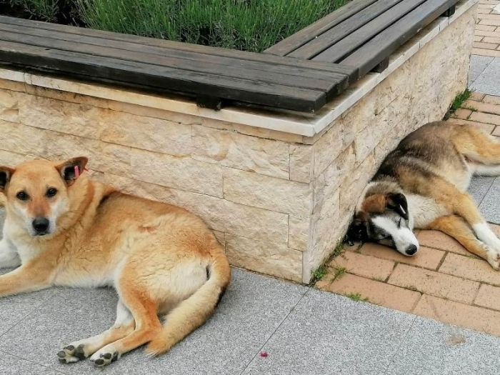 18 сигнала за бездомни кучета са подадени за последните три месеца в Горна Оряховица