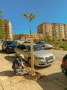 По-редки и интересни видове дръвчета ще растат край великотърновските улици