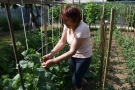 Да отглеждаш зеленчуци и плодове в домашни условия е трудно, но крайният резултат си заслужава усилията