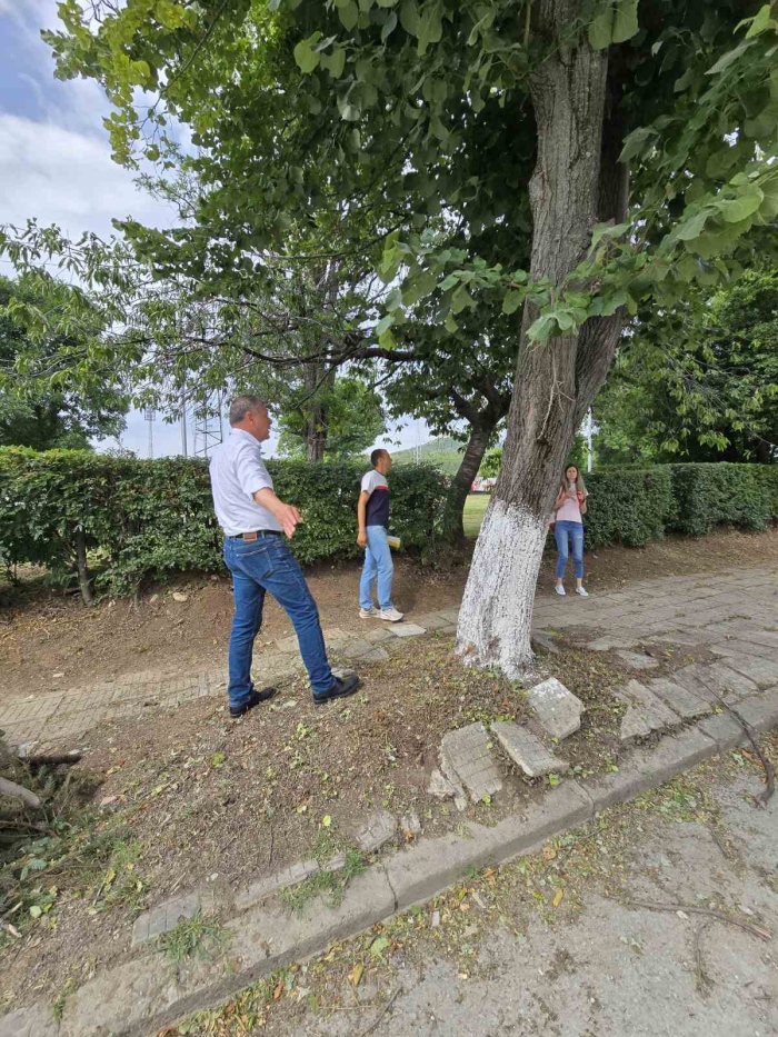 Заменят дървета по ул. „Мано Тодоров“ в Горна Оряховица с нови видове