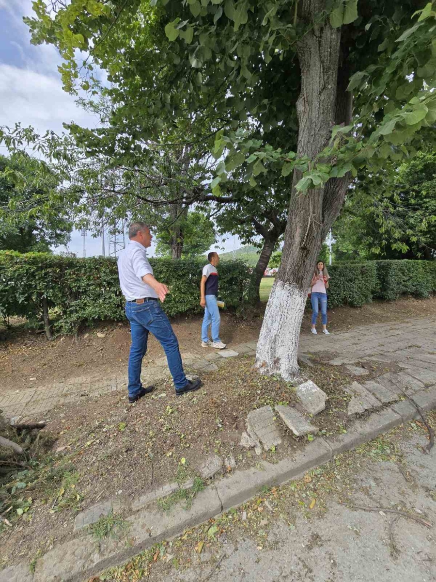Заменят дървета по ул. „Мано Тодоров“ в Горна Оряховица с нови видове