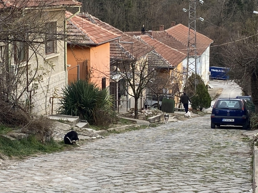 Домашно куче е нахапало две жени и дете в Килифарево