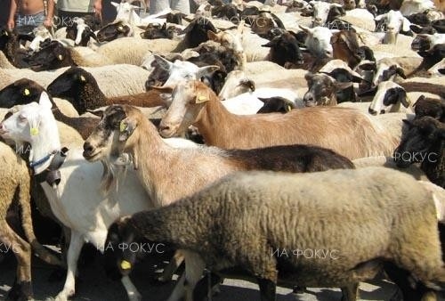 БАБХ въвежда правила за биосигурност при стригането на овце и кози