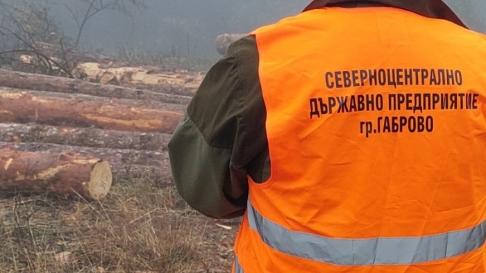 Над 8 хил. проверки са извършени в горите на Централна Северна България през първото полугодие