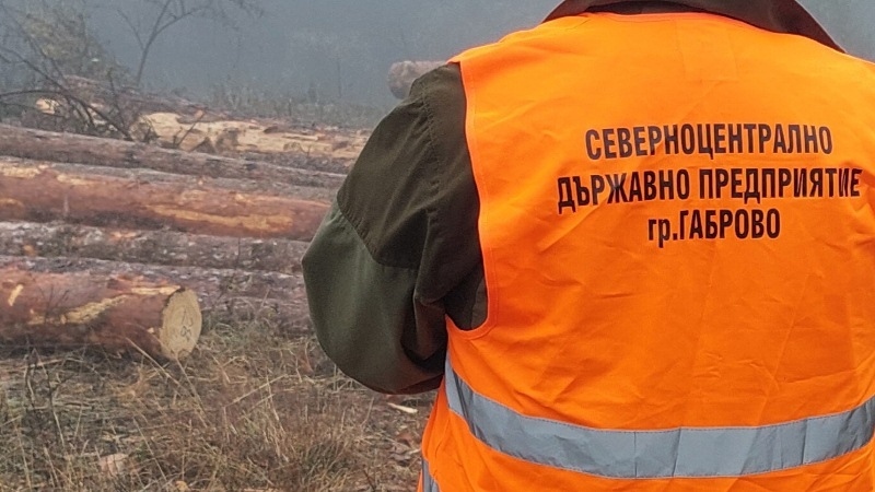 Над 8 хил. проверки са извършени в горите на Централна Северна България през първото полугодие